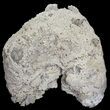 Agatized Fossil Coral (Sparkly Chalcedony) - Florida #56129-1